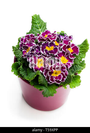 Colorful  Primulas in pink pot isolated on white Stock Photo