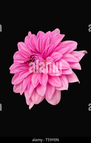 View Of Only Dalia Flower In Color Version On Black BackGround Stock Photo