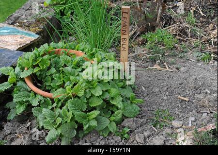 Lemon Balm (Melissa officinalis) plant growing in a herb garden Stock Photo