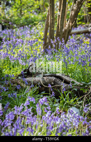 Bluebells on the forest floor surrounding the trees and logs Stock Photo