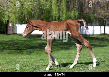 One day old purebred chestnut foal playing first time in the green Stock Photo