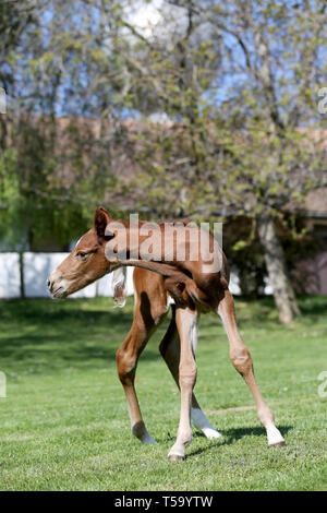 One day old purebred chestnut foal playing first time in the green Stock Photo