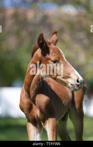 One day old purebred chestnut foal playing first time in the green Stock Photo