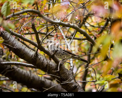 A dusky thrust, Turdus eunomus, perches on a branch in a Japanese forest in Kanagawa, Japan. Stock Photo