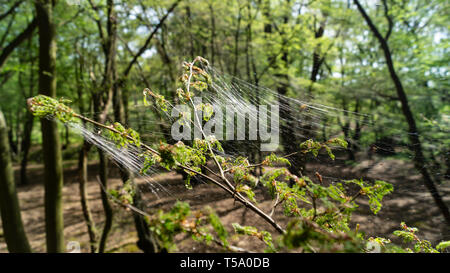 Cankerworm larva silk, gypsy moth caterpillars, covering woodland trees Stock Photo