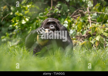 Nigeria-Cameroon chimpanzee eating a coconut in the Buanchor jungle, Afi Mountain, Southern Nigeria Stock Photo