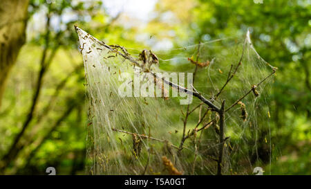 Cankerworm larva silk, gypsy moth caterpillars, covering woodland trees Stock Photo