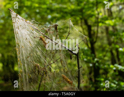 Cankerworm larva silk, gypsy moth caterpillars, covering woodland trees Stock Photo