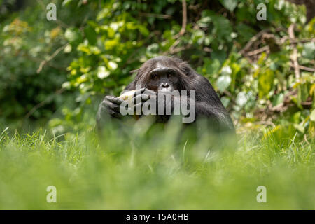 Nigeria-Cameroon chimpanzee eating a coconut in the Buanchor jungle, Afi Mountain, Southern Nigeria Stock Photo