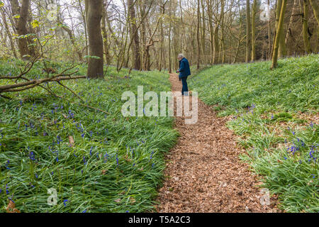 A path leading through bluebell woods in the Shropshire countryside at Chemshill Coppice near the village or Worfield in Shropshire, UK Stock Photo