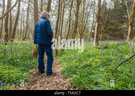 A path leading through bluebell woods in the Shropshire countryside at Chemshill Coppice near the village or Worfield in Shropshire, UK Stock Photo