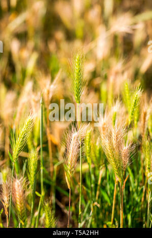 Hordeum murinum, False Barley background. Selective focus. Vertical photo Stock Photo