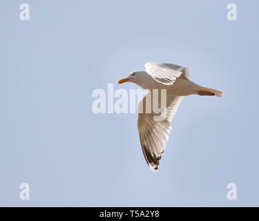 Common Gull gliding over Black Rock Sands, Porthmadog Stock Photo