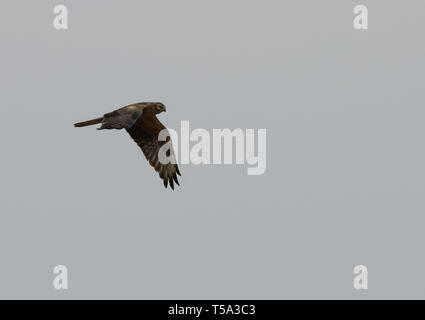 Adult female Pallid Harrier (Circus macrourus) hunting over  grasslands Stock Photo