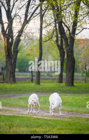 Two white goats standing on green grass at rural meadow. Stock Photo