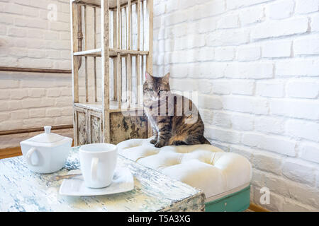 table with kettle and cup, chairs, shelves on the background of a white brick wall in vintage loft interior with cat Stock Photo