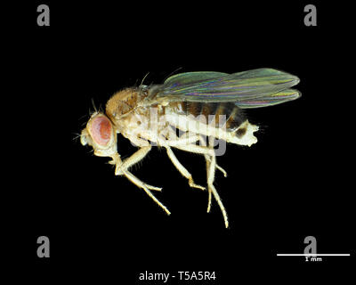 Tiny fruit fly (about 2.5mm in length) Drosophila melanogaster Stock Photo