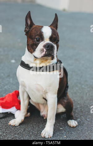 Sad dog Boston Terrier sitting on the pavement Stock Photo