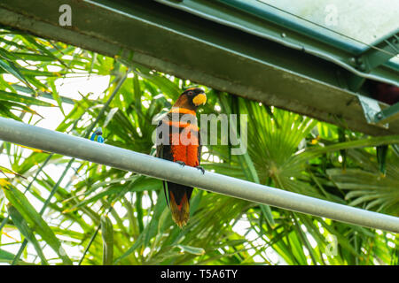 Dusky Lory,Pseudeos fuscata at Woburn Safari Park Stock Photo