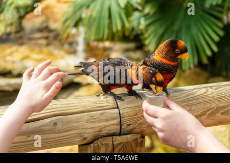 Dusky Lory,Pseudeos fuscata at Woburn Safari Park Stock Photo