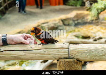 Dusky Lory,Pseudeos fuscata at Woburn Safari Park Stock Photo