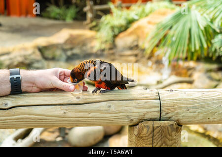 Dusky Lory,Pseudeos fuscata at Woburn Safari Park Stock Photo