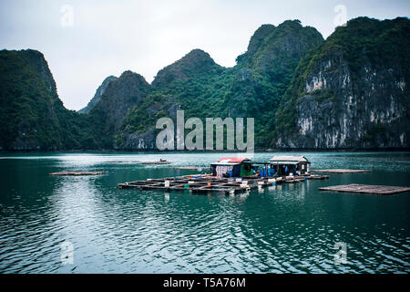 floating fish farm in ha long bay vietnam. production of fish and shellfish in the sea. Stock Photo