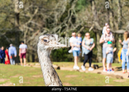 Greater Rhea,Rhea Americana at Woburn Safari Park Stock Photo