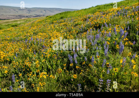 Arrowleaf Balsamroot (Balsamorhiza sagittata) and Columbia Gorge Broad-leaf Lupine (Lupinus latifolius var. thompsonianus) wildflowers in Tom McCall P Stock Photo