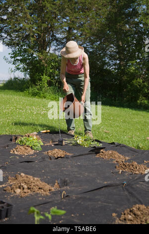 Galena, Illinois, USA.  Woman watering her freshly planted pepper garden in ground covered with black cloth to help prevent weeds. (MR) (PR) Stock Photo
