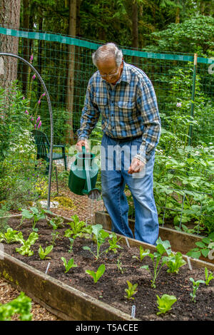 Issaquah, Washington, USA.  Elderly man hand watering his lettuce starts in his garden. (MR) (PR) Stock Photo