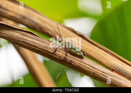 variegated grasshopper perched on a leaf Stock Photo