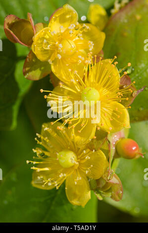 Seattle, Washington, USA.  Golden St. John's Wort (Hypericum frondosum) flower. Stock Photo