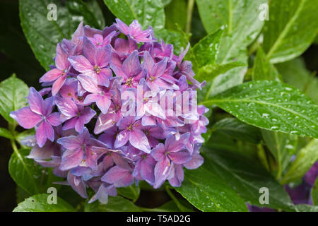 Issaquah, Washington, USA.  Hydrangea close-up in a shady flower garden. Stock Photo