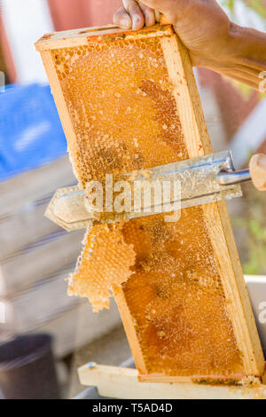 Man uncapping honey in a capped frame, using an electric hot knife. (MR) Stock Photo