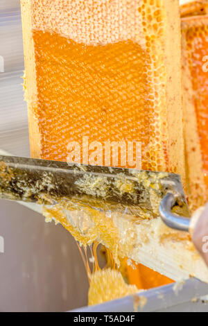Uncapping honey in a capped frame, using a hot knife. Stock Photo