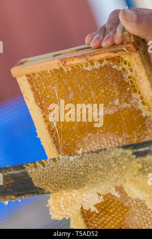 Seattle, Washington, USA.  Man using an uncapping fork (honey capscratcher or honey scratcher) on a frame full of honey.  (MR) Stock Photo