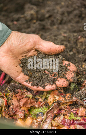 Issaquah, Washington, USA.  Man holding common and entrachyadids earthworms over a worm composting bin.  (MR) Stock Photo