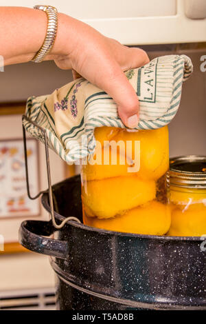 Woman removing jars of canned peaches from a hot water bath canner and placing them on a cloth to cool. (MR) Stock Photo