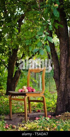 Ripe delicious apples lie on the old chair in the garden Stock Photo