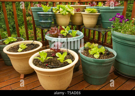 Sammamish, Washington, USA.  Bib and Redleaf lettuce growing in containers on a wood deck. Stock Photo