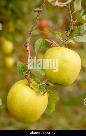 Golden Delicious Apples on the tree Stock Photo