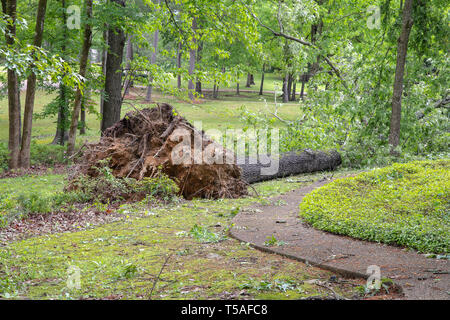 Large oak tree uprooted and fallen in yard after severe weather including a tornado Stock Photo