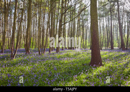 UK Weather: Early morning in an English bluebell woodland in Spring. Brumby Wood, Scunthorpe, North Lincolnshire, UK. 20th April 2019. Stock Photo