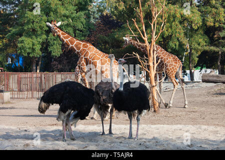 Common ostrich (Struthio camelus) and Giraffe (Giraffa camelopardalis) together in Zoo enclosure in city of Wroclaw in Poland Stock Photo