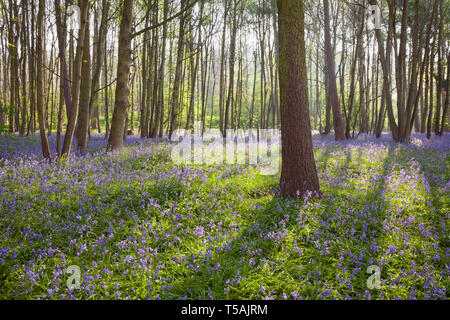 UK Weather: Early morning in an English bluebell woodland in Spring. Brumby Wood, Scunthorpe, North Lincolnshire, UK. 22nd April 2019. Stock Photo