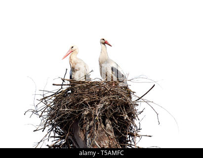 Stork's nest on a branch of a tall tree with two storks. Isolated on white background. Stock Photo