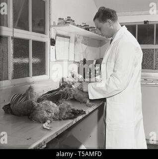 1950s, historical, a male scientist in a  whitecoat working in a hut at an poultry farm dissecting and doing analysis on egg producing hens, England, UK. Stock Photo