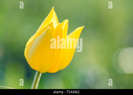 Close up Schrenck's tulip or Tulipa Tulipa schrenkii in the steppe Stock Photo