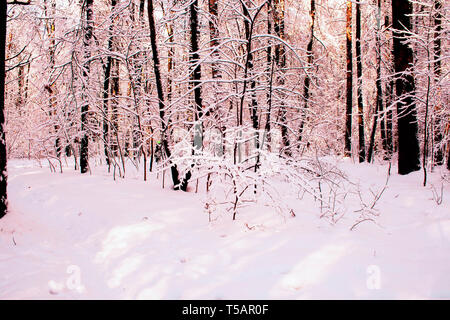 Winter wood trees and snow landscape. Sunset or sunrise at sunny day when sunlight goes through the Beautiful winter forest, with trees covered with s Stock Photo